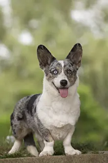Pembroke: Welsh Pembroke corgi dog outdoors