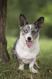 Pembroke: Welsh Pembroke corgi dog outdoors