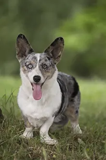 Pembroke: Welsh Pembroke corgi dog outdoors