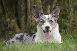 Pembroke: Welsh Pembroke corgi dog outdoors