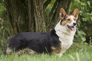 Pembroke: Welsh Pembroke corgi dog outdoors