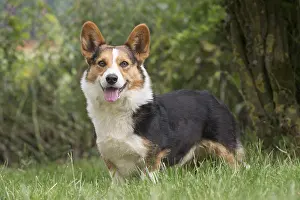 Pembroke: Welsh Pembroke corgi dog outdoors