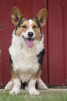 Pembroke: Welsh Pembroke corgi dog outdoors