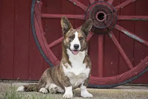Pembroke: Welsh Pembroke corgi dog outdoors