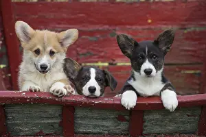 Pembrokeshire: Welsh Pembroke corgi dog puppies outdoors