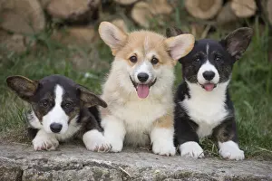 Pembrokeshire: Welsh Pembroke corgi dog puppies outdoors