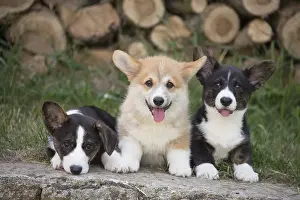 Pembrokeshire: Welsh Pembroke corgi dog puppies outdoors