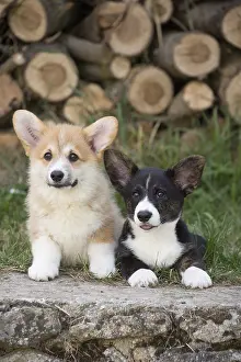 Pembrokeshire: Welsh Pembroke corgi dog puppies outdoors