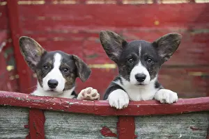 Pembroke: Welsh Pembroke corgi dog puppies outdoors