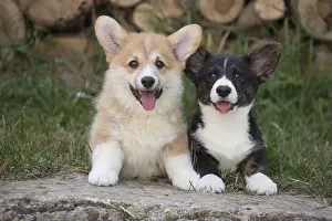 Pembroke: Welsh Pembroke corgi dog puppies outdoors