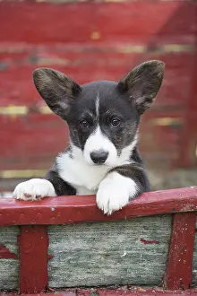 Pembrokeshire: Welsh Pembroke corgi dog puppy outdoors