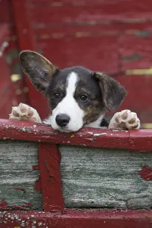 Pembrokeshire: Welsh Pembroke corgi dog puppy outdoors