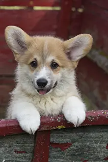 Pembrokeshire: Welsh Pembroke corgi dog puppy outdoors