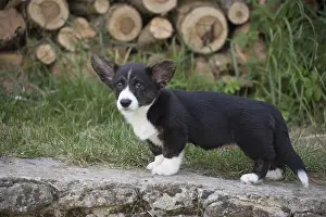 Pembrokeshire: Welsh Pembroke corgi dog puppy outdoors
