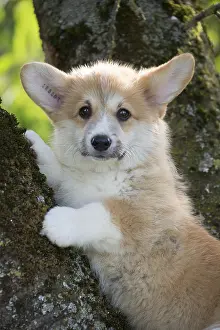 Pembroke: Welsh Pembroke corgi dog puppy outdoors