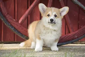 Pembroke: Welsh Pembroke corgi dog puppy outdoors