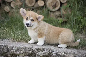 Pembroke: Welsh Pembroke corgi dog puppy outdoors