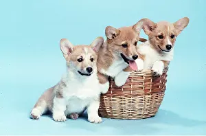 Pembroke: Welsh Pembroke Corgi DOGS - three dogs in basket