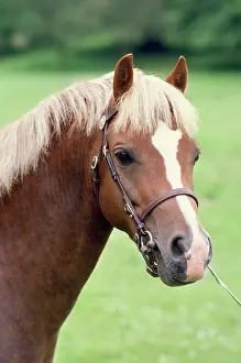 Bridles: WELSH PONY - C/U HEAD