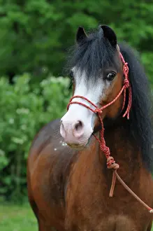 Chestnuts: Welsh pony with halter