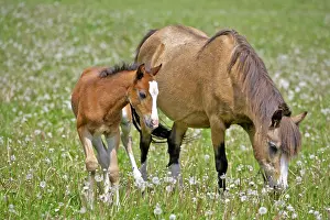 Filly: Welsh Pony Mare with few week old chestnut Foal