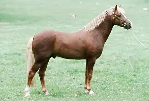 Welsh: WELSH PONY - TYPE B
