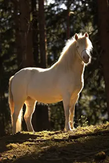 Welsh: Welsh-Pony, white mare, backlit, edge of the woods