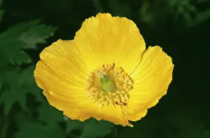 Meconopsis: Welsh Poppy