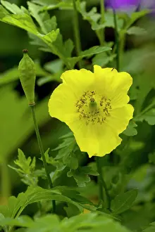 Meconopsis: Welsh poppy, flower and fruit