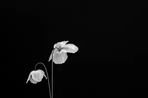 Turned: Welsh poppy, Meconopsis cambrica, black and white of 2 flowe