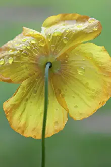 Backview: Welsh poppy, Meconopsis cambrica, Backview of one