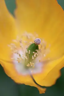 Meconopsis: Welsh poppy, Meconopsis cambrica, Close top view