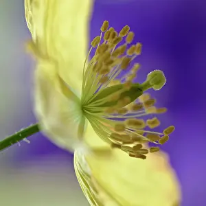 Streptocarpus: Welsh poppy, Meconopsis cambrica, Close side view