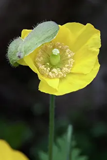 Emerged: Welsh poppy, Meconopsis cambrica just emerged and the sheath