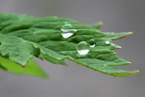 Droplets: Welsh poppy, Meconopsis cambrica, Water droplets