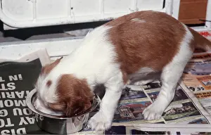 Springer: WELSH SPRINGER SPANIEL DOG - puppy eating