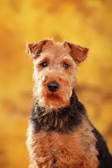 Portr: Welsh Terrier, Bitch, animal portrait