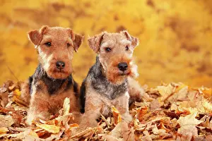Bitches: Welsh Terrier, bitches, lying in autumn leaves
