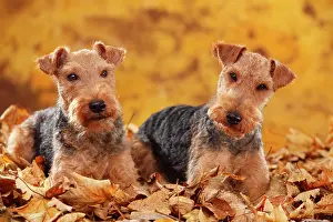 Bitches: Welsh Terrier, bitches, lying in autumn leaves