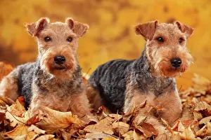 Bitches: Welsh Terrier, bitches, lying in autumn leaves