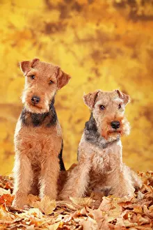 Bitches: Welsh Terrier, bitches, sitting in autumn leaves