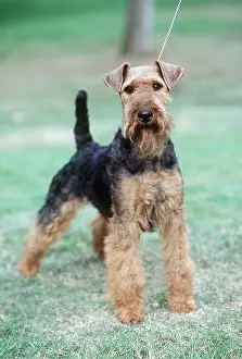 Welsh: Welsh Terrier DOG - being walked on lead