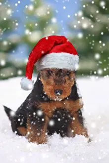 130620: Welsh Terrier, puppy wearing Christmas hat in snow
