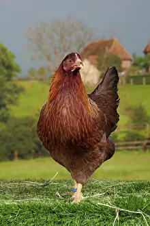 Hens: Welsummer Chicken hen