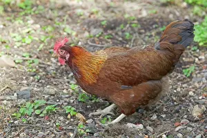 Agricuture: Welsummer - Domestic chicken breed
