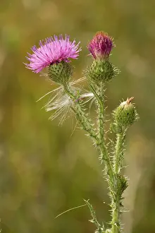 Carduus: Welted thistle