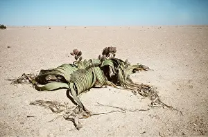 Andrea Florence: WELWITSCHIA