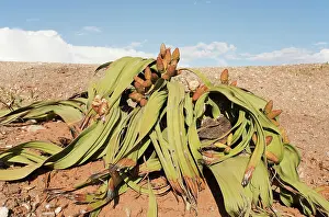 Mirabilis: Welwitschia
