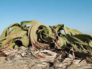 Mirabilis: Welwitschia