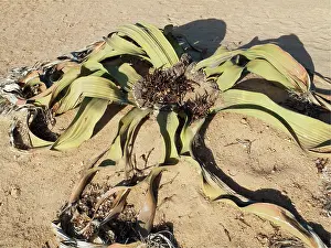 Mirabilis: Welwitschia
